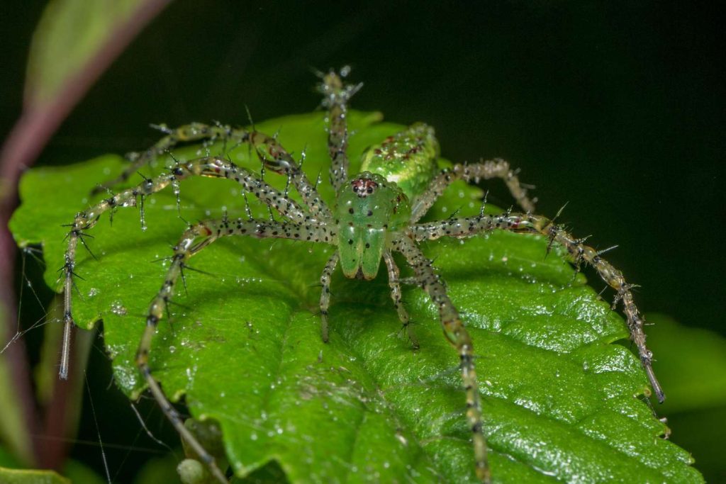 lynx spiders (9)