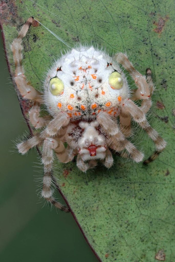 magnificent spider (2)