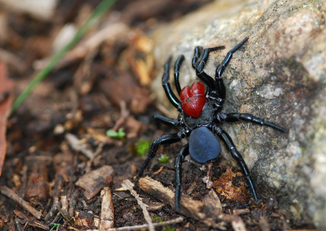 mouse spiders (3)