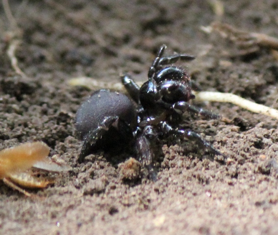 mouse spiders (5)