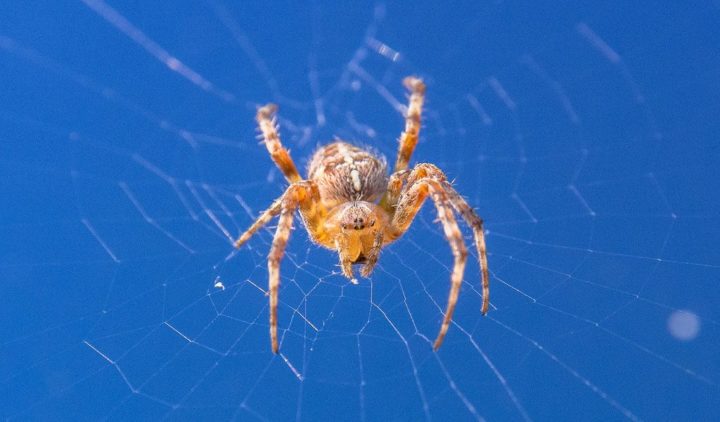 orb weaver spider 2 340x200