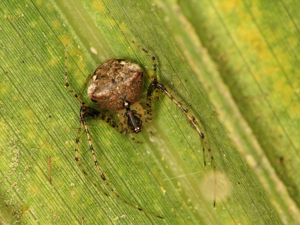 Are pirate spiders dangerous to humans - Spider Pedia