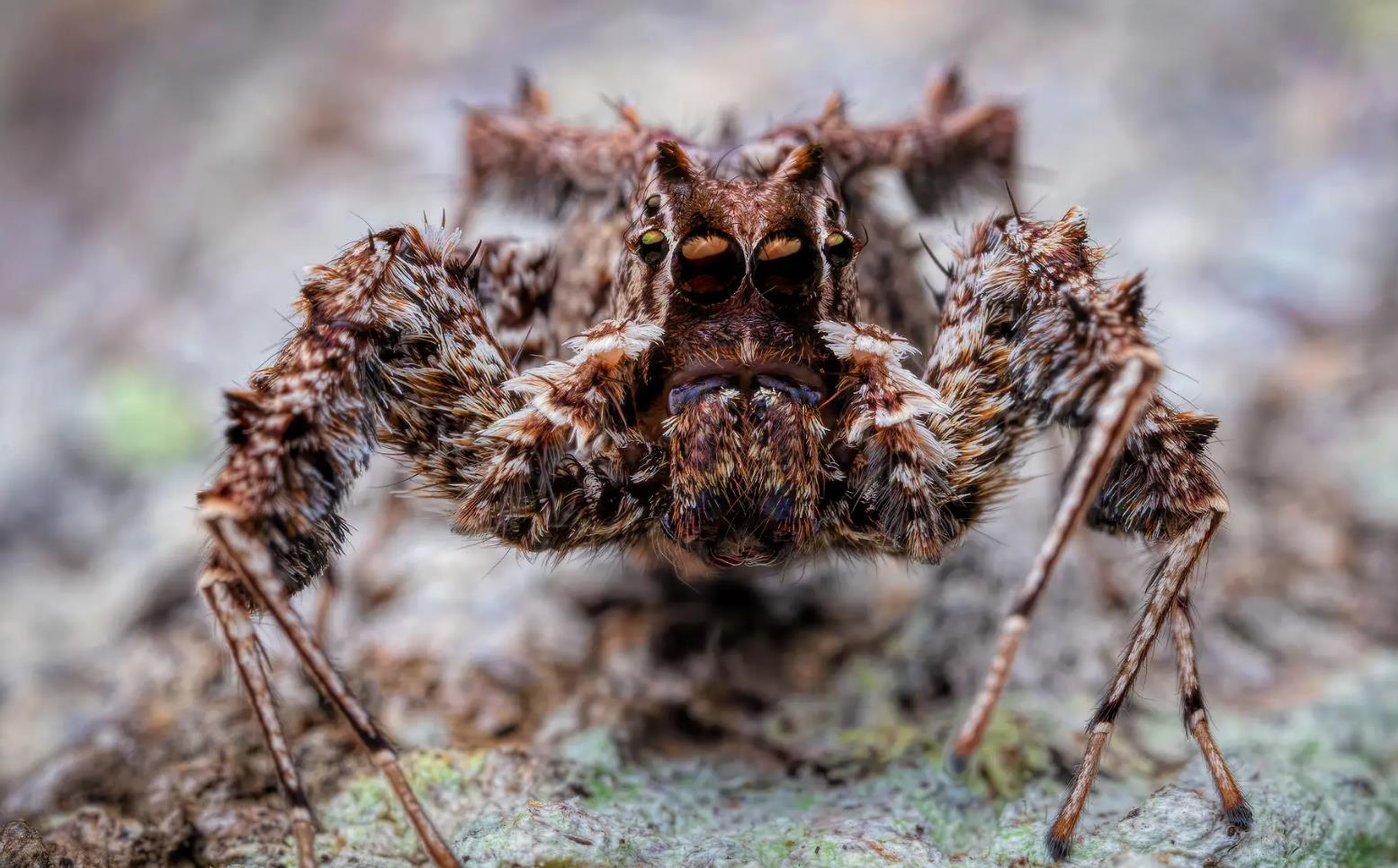 portia fimbriatafringed jumping spider (1)