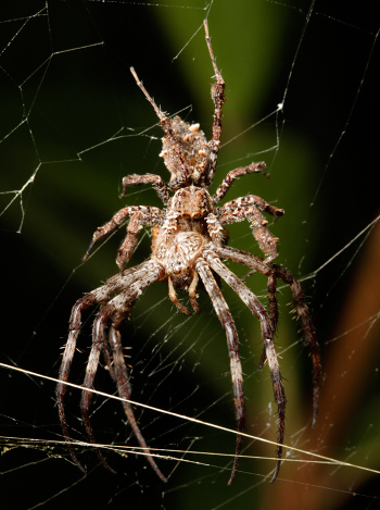 portia fimbriatafringed jumping spider (2)