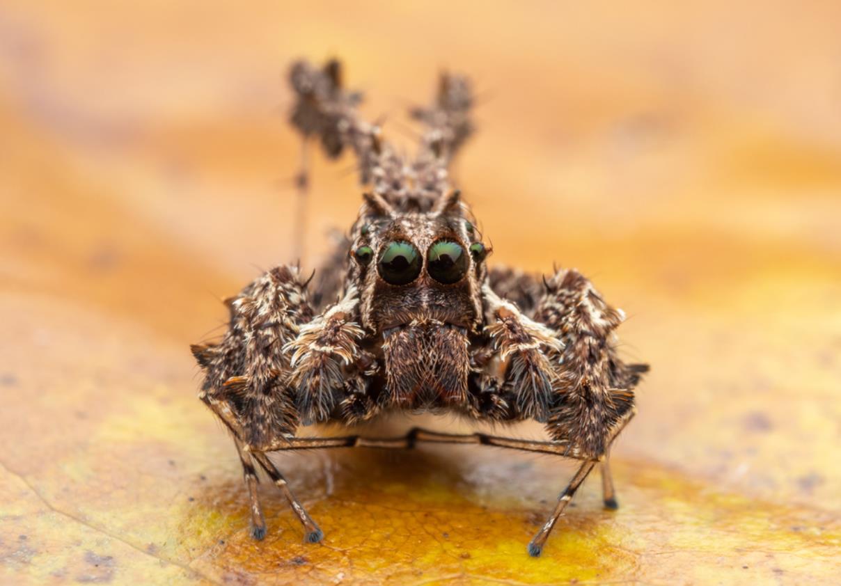 portia fimbriatafringed jumping spider (3)