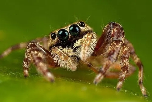 portia fimbriatafringed jumping spider (4)