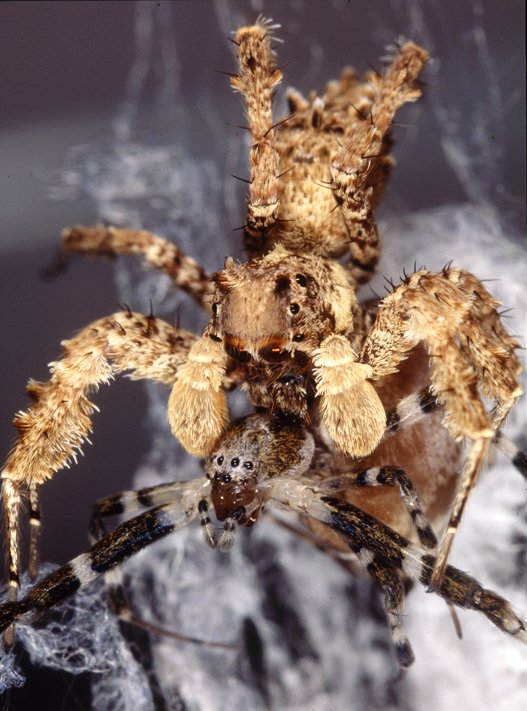 portia fimbriatafringed jumping spider (5)