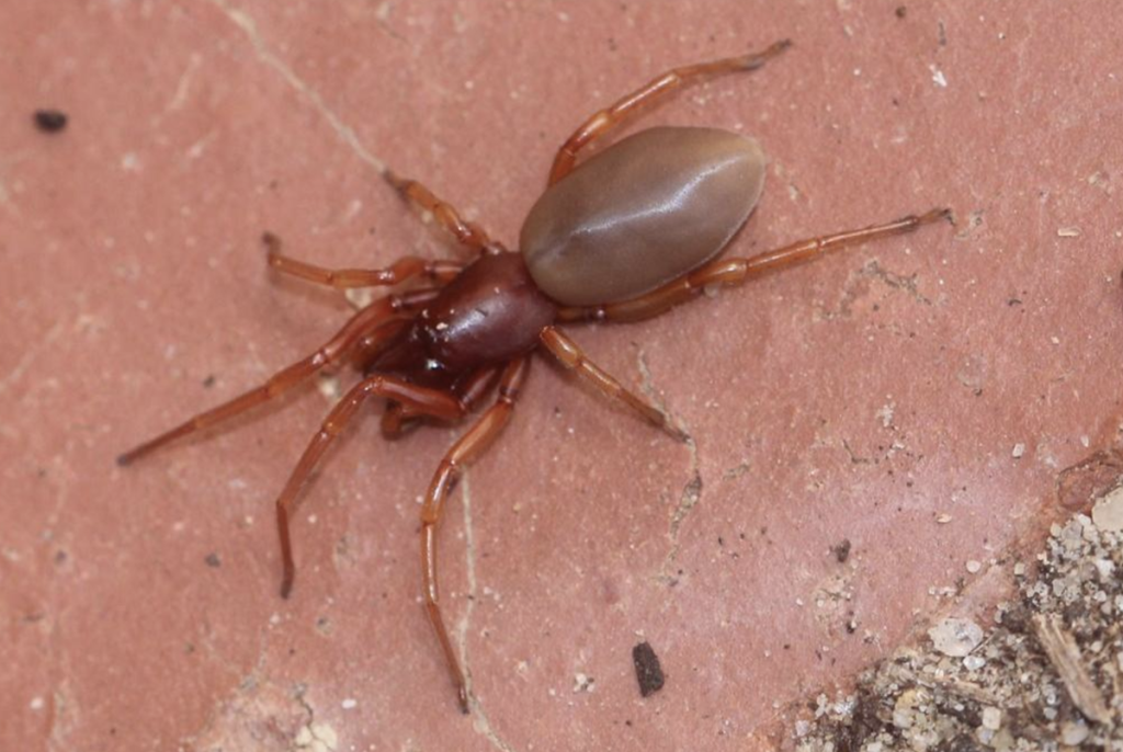 slater eating spider (1)