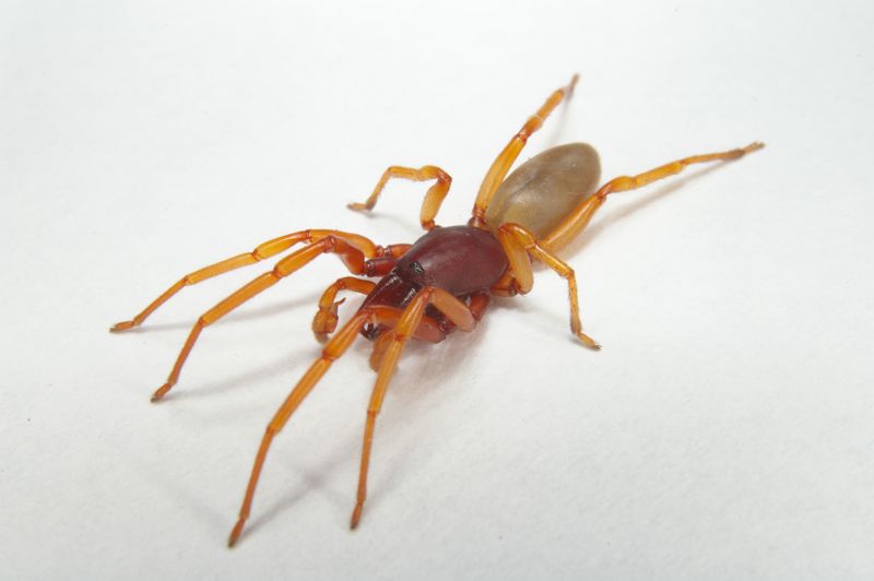 slater eating spider (3)