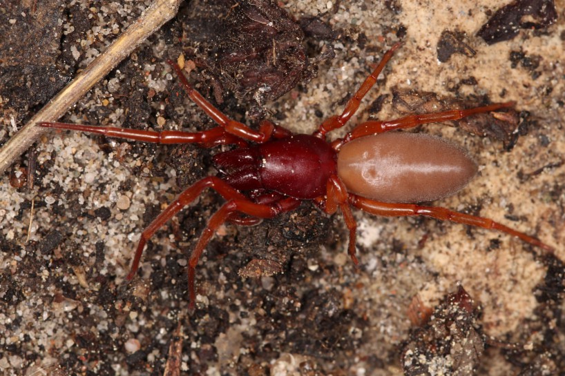 slater eating spider (4)