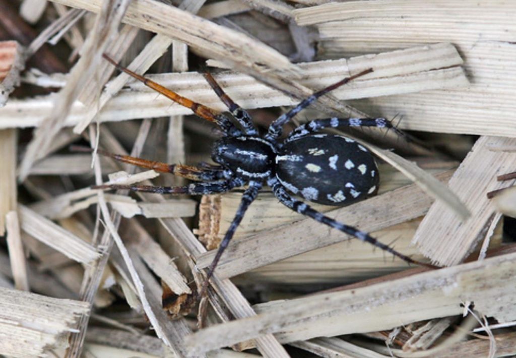 spotted ground spider (1)