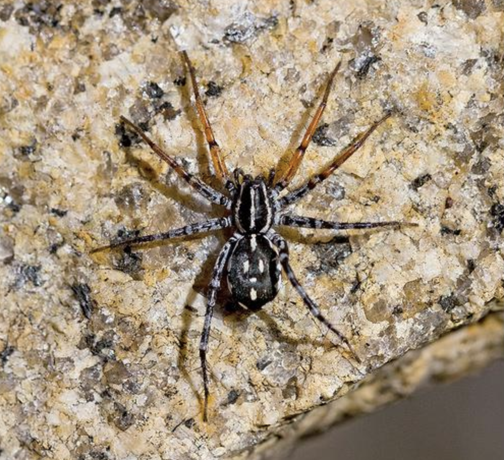 spotted ground spider (1)