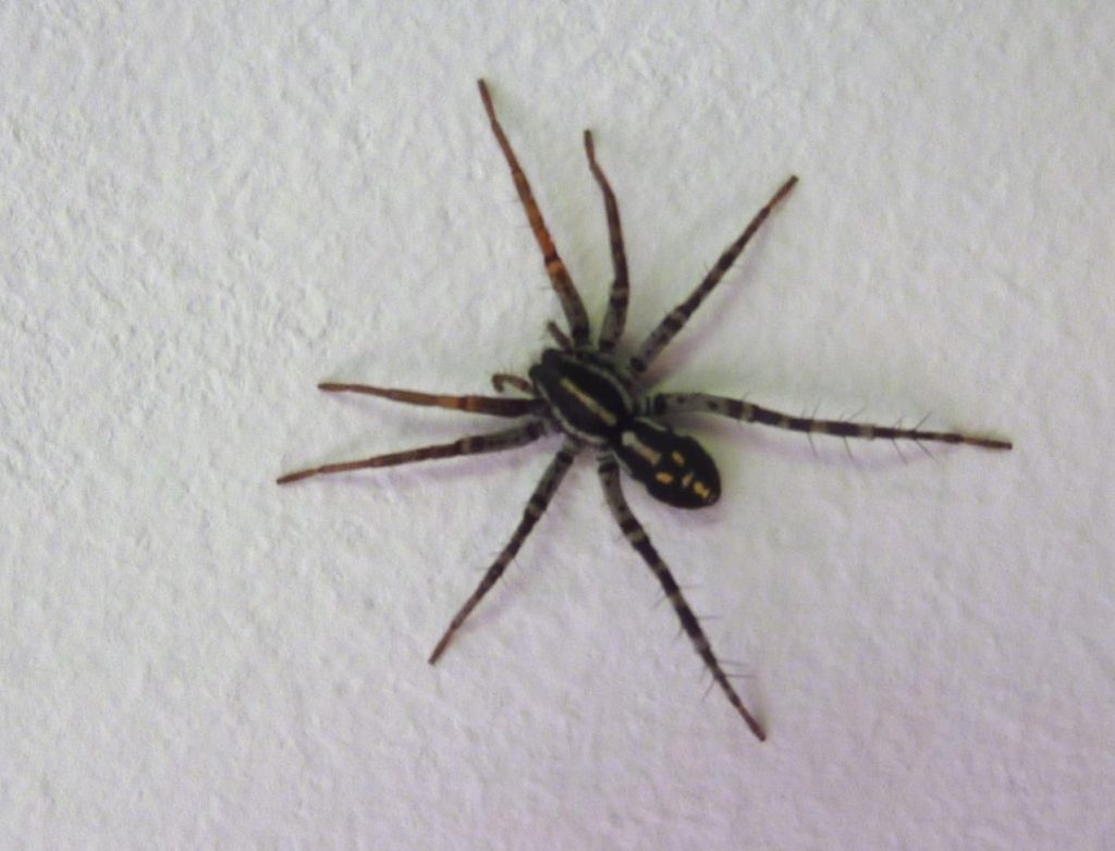 spotted ground spider (2)