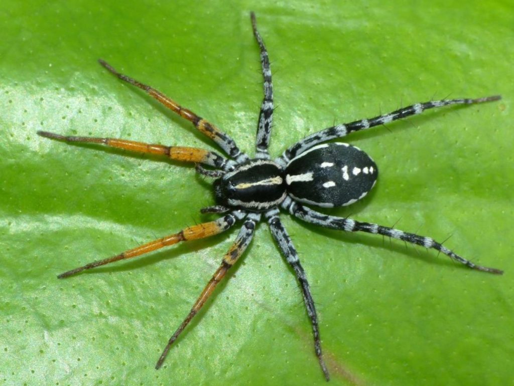 spotted ground spider (3)