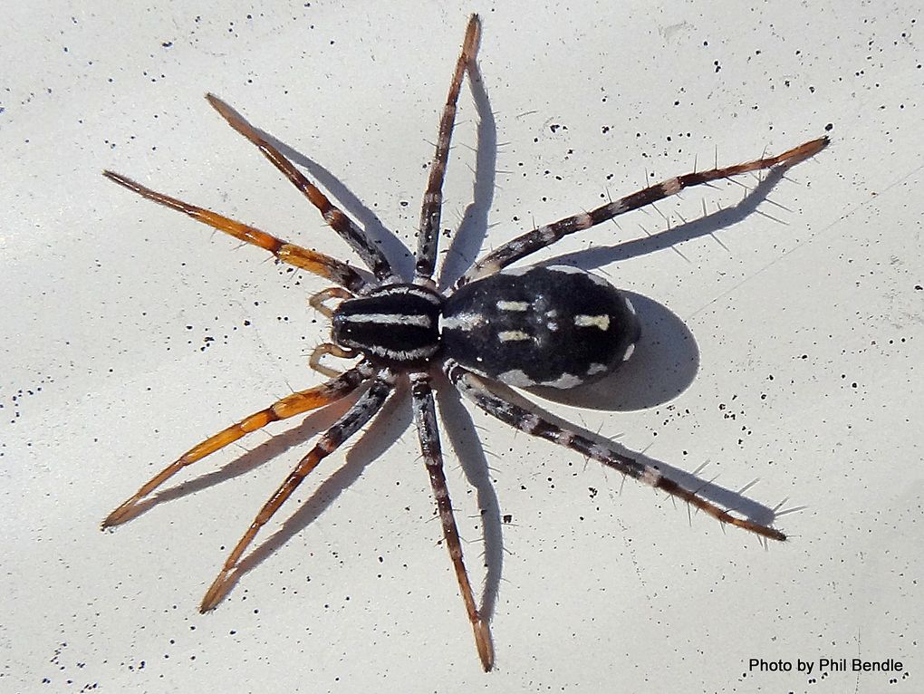 spotted ground spider (4)