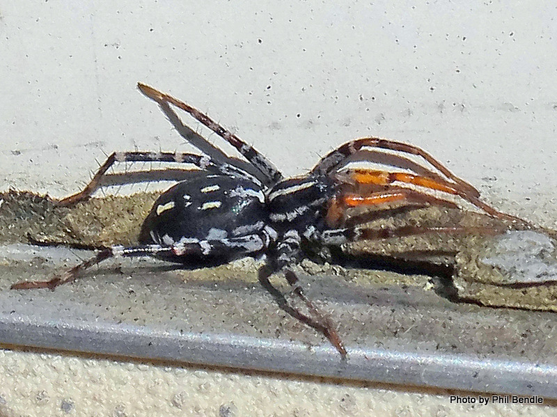 spotted ground spider (5)