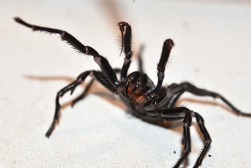 sydney funnel web spider (6)