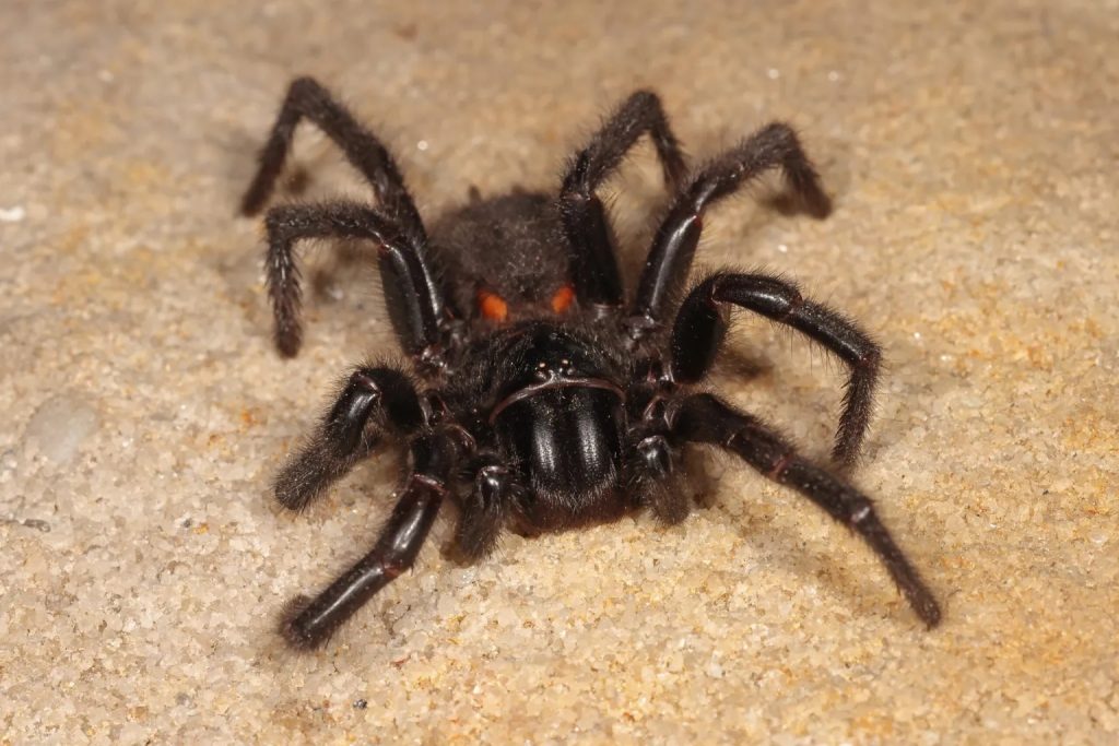 sydney funnel web spider (8)