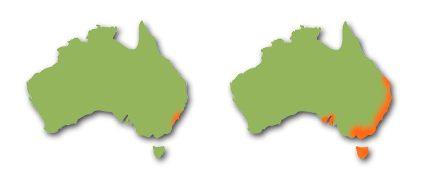 sydney funnel web spider habitat location (2)