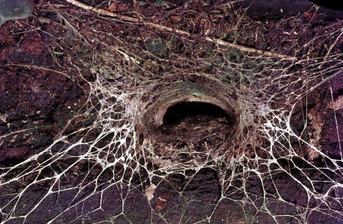 sydney funnel web spider habitat location