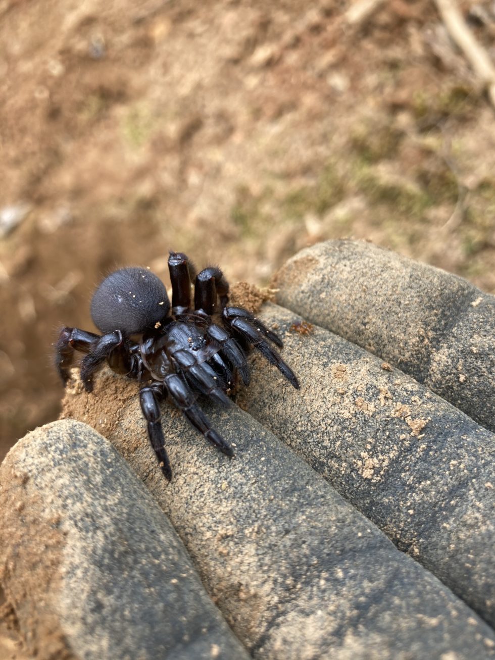 What Is A Trap Door Spider?