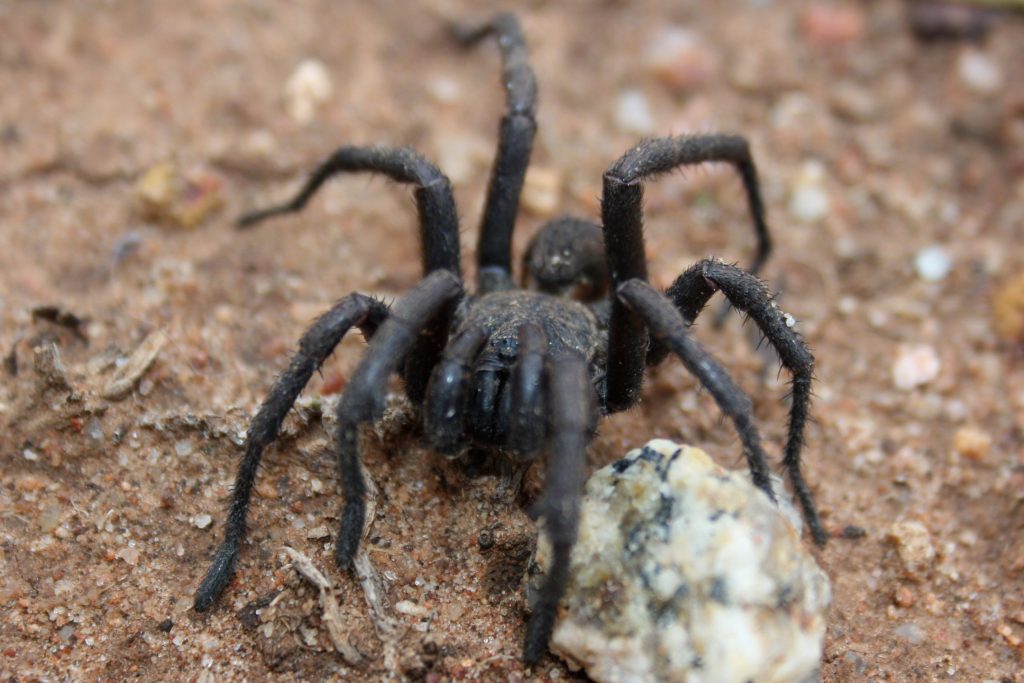 trapdoor spiders (1)