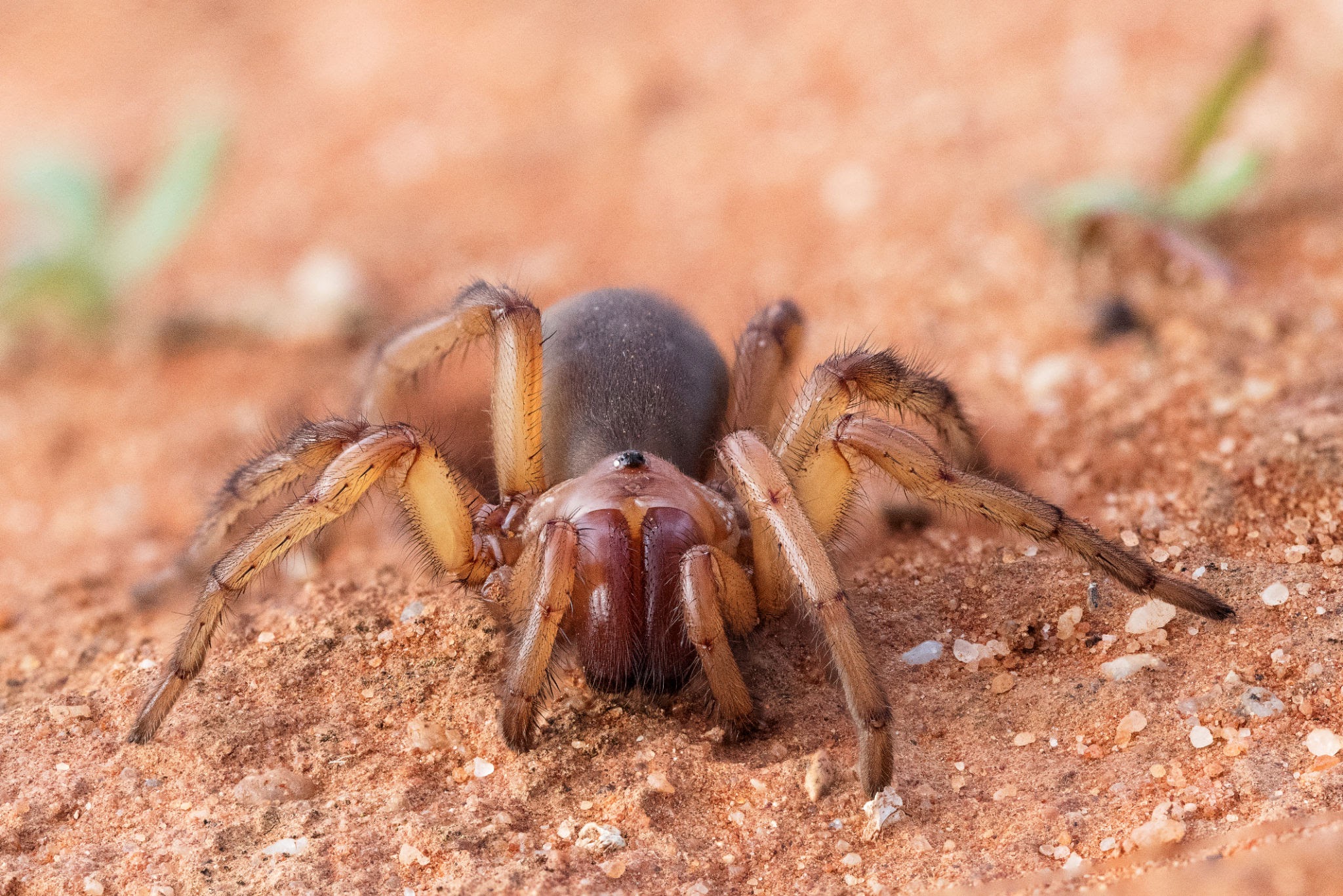 australian open hole trapdoor spider