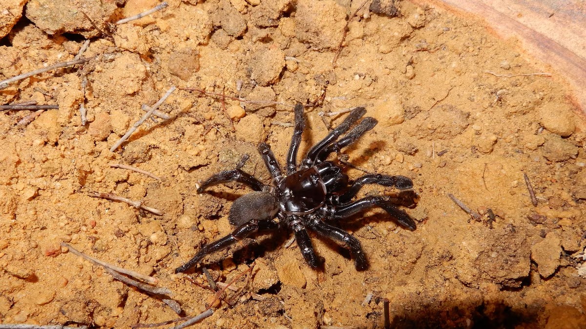 trapdoor spiders australia - interesting facts - Spider Pedia