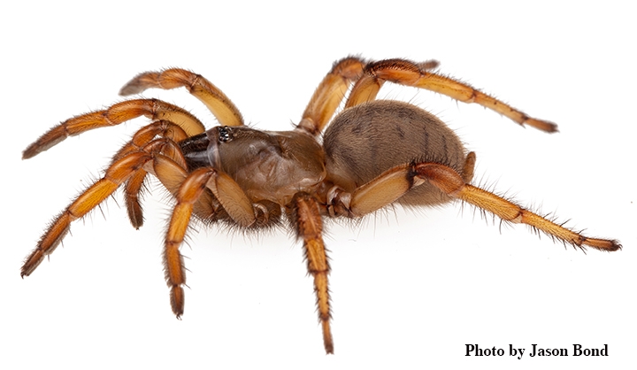 trapdoor spiders (2)