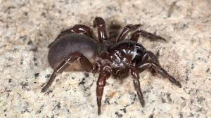 trapdoor spiders (3)
