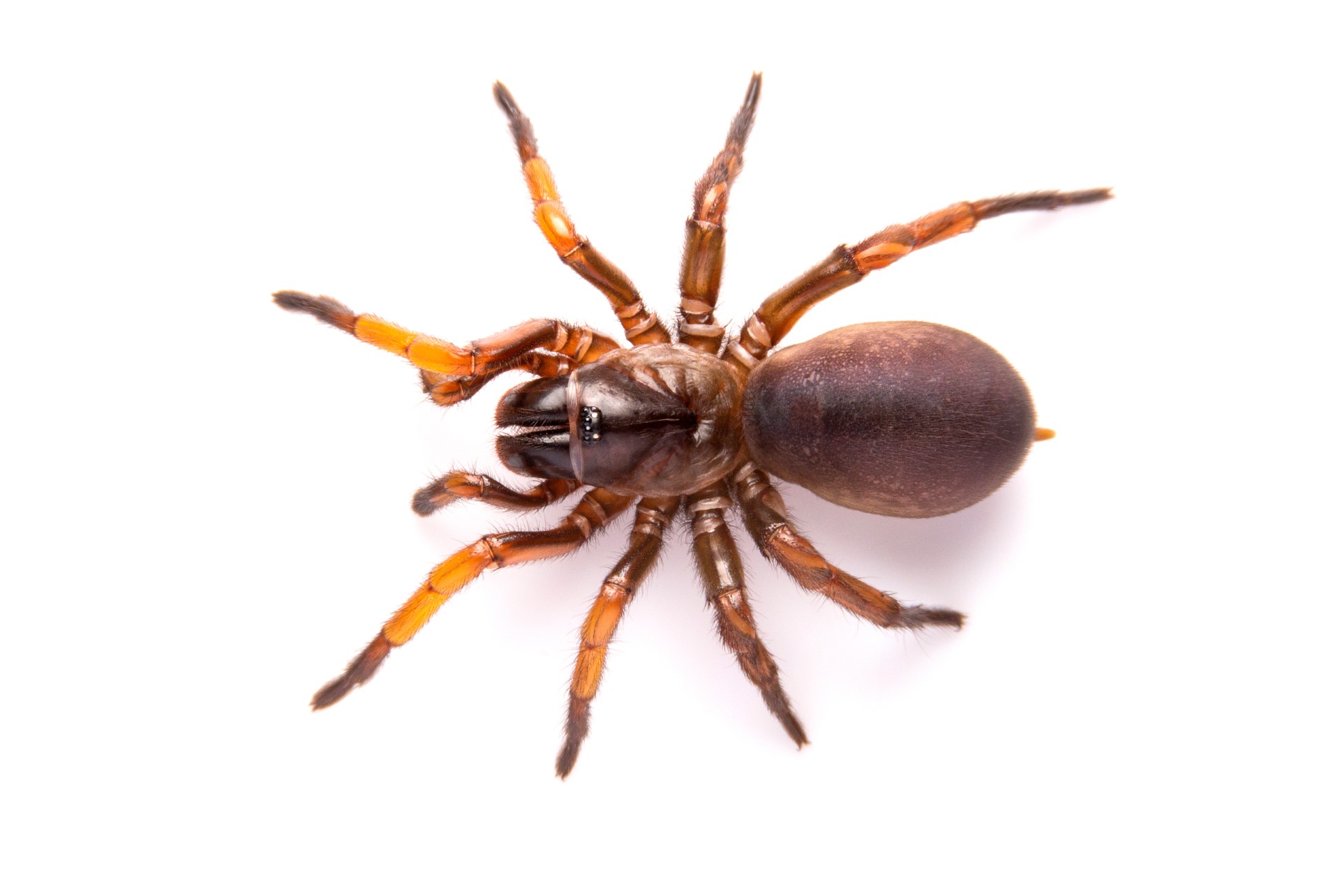 trapdoor spiders (3)