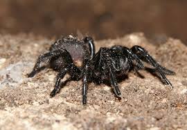 trapdoor spiders (4)