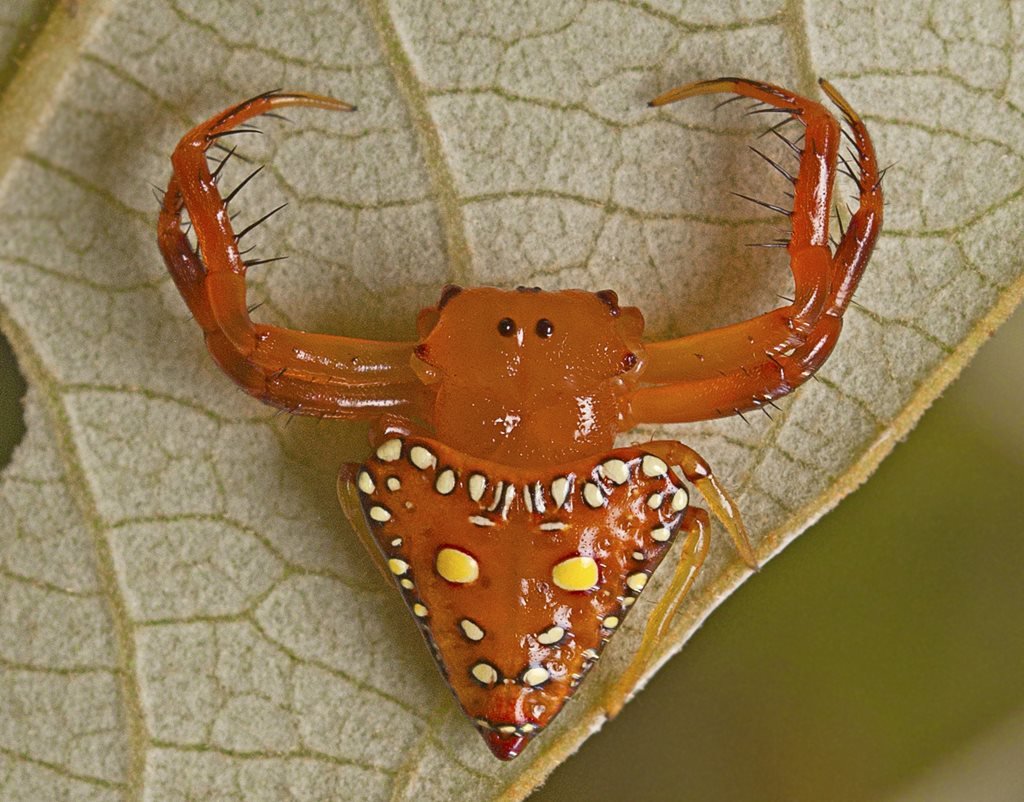 Is a triangular spider poisonous? - Spider Pedia