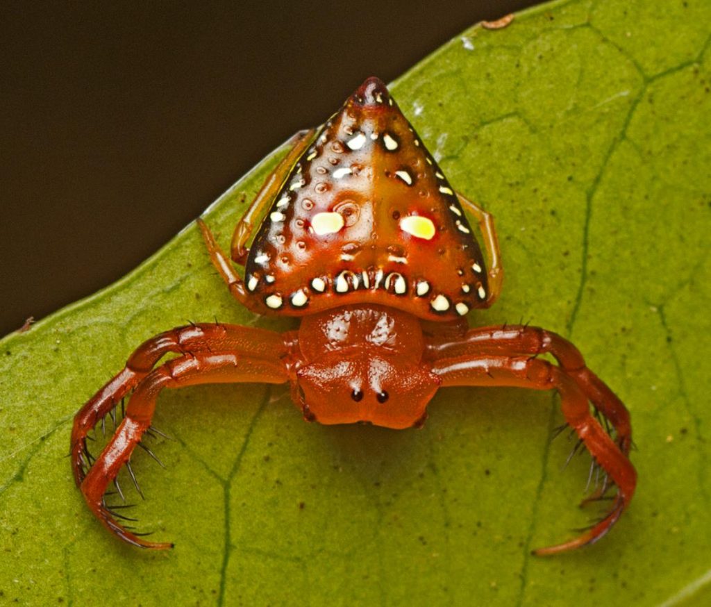 triangular spider (4)