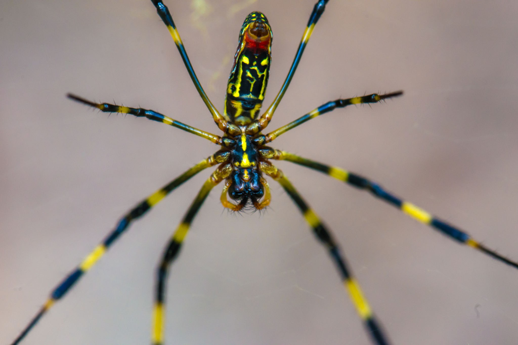 trichonephila clavata (1)