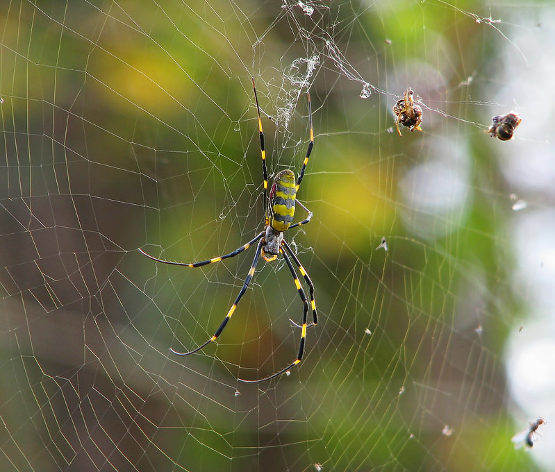 trichonephila clavata (2)