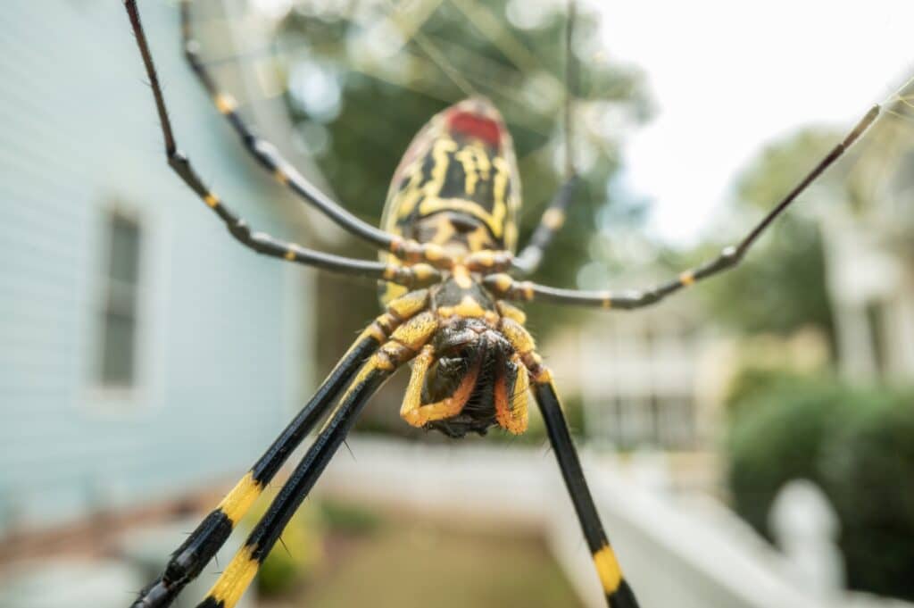 trichonephila clavata (3)