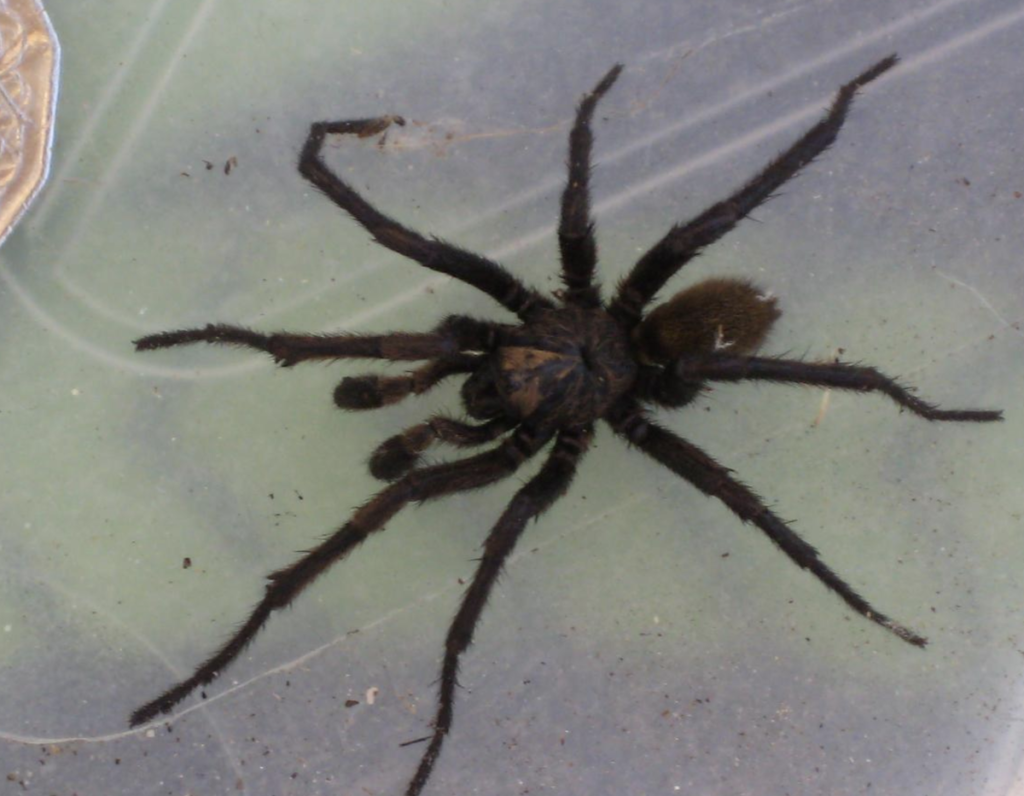 tube web spider (1)