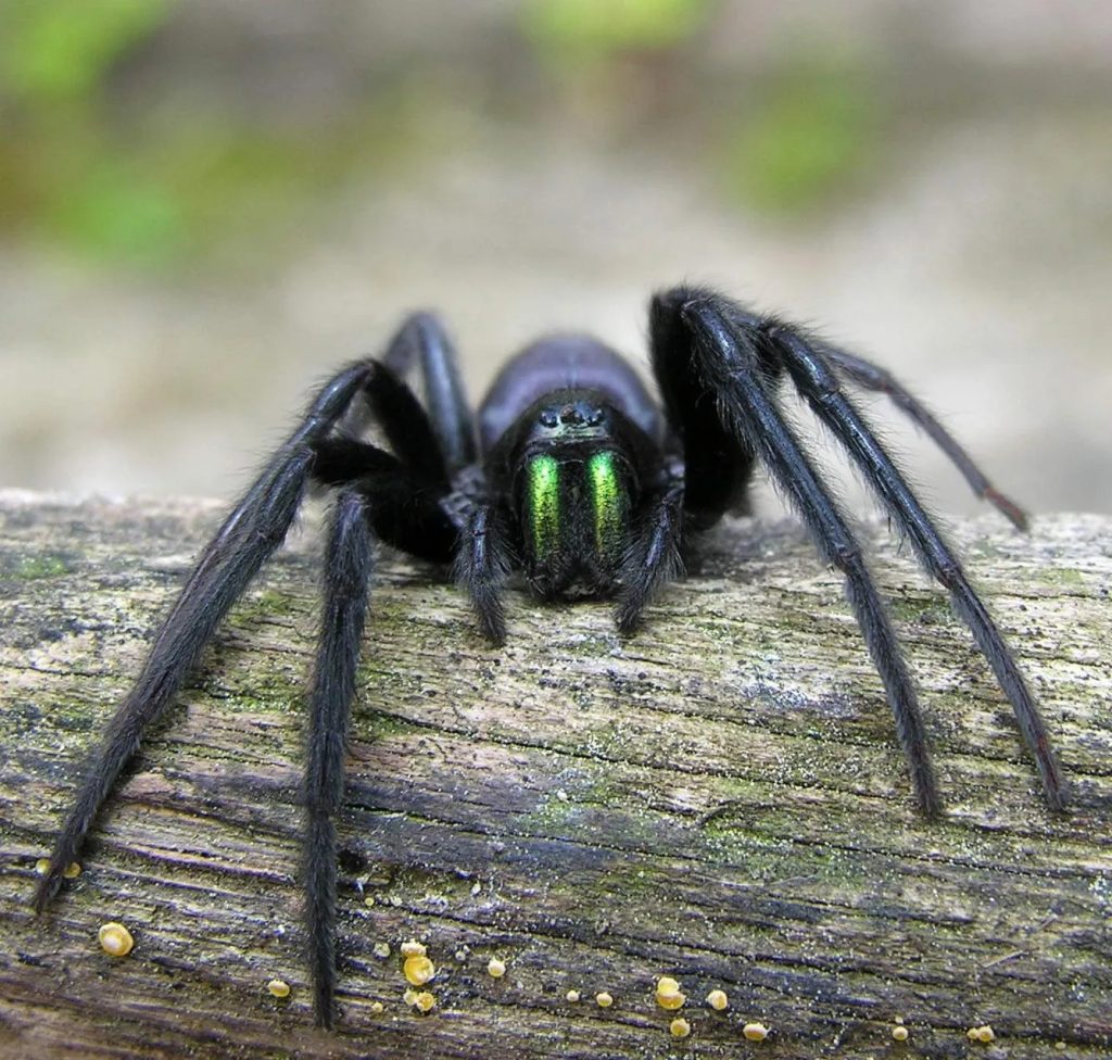 tube web spider (1)