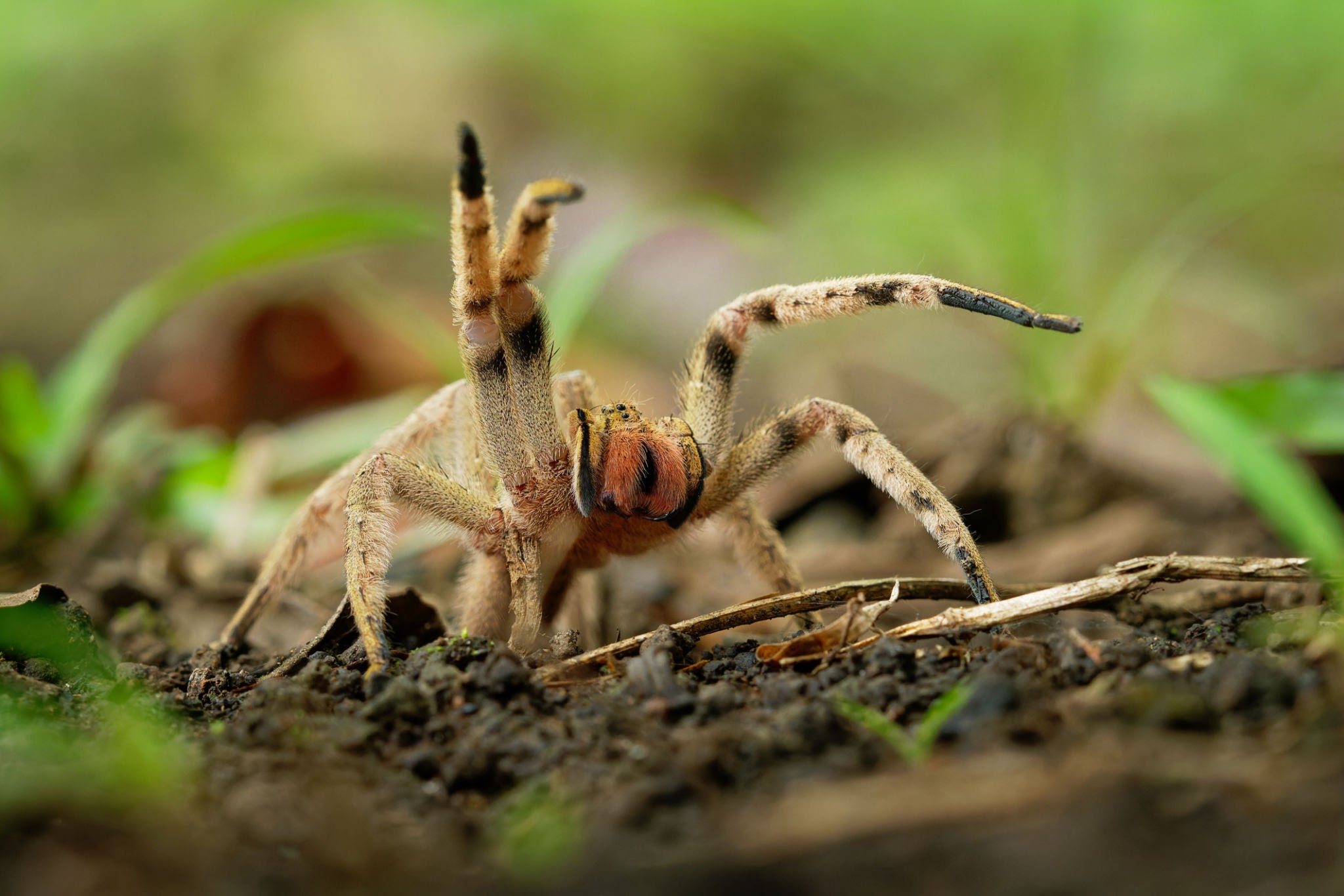 wandering spider size,habitat & bite wound facts (1)