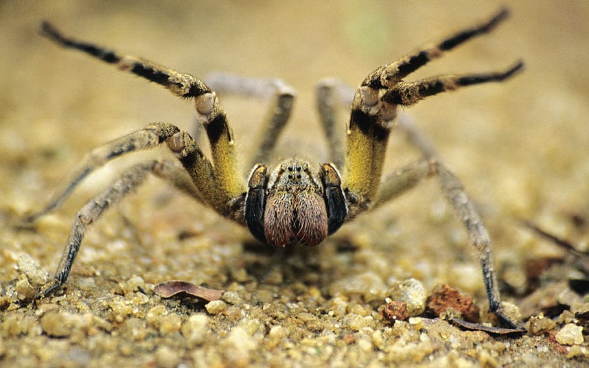 wandering spider size,habitat & bite wound facts (2)