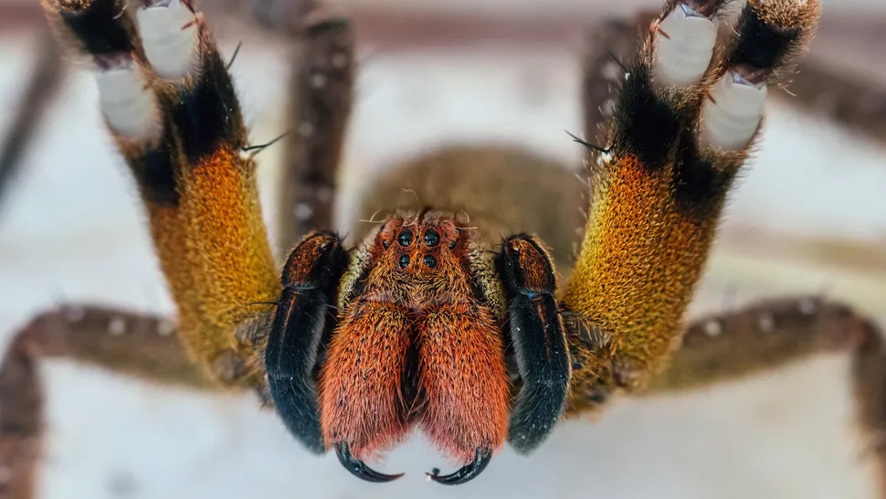 wandering spider size,habitat & bite wound facts (3)