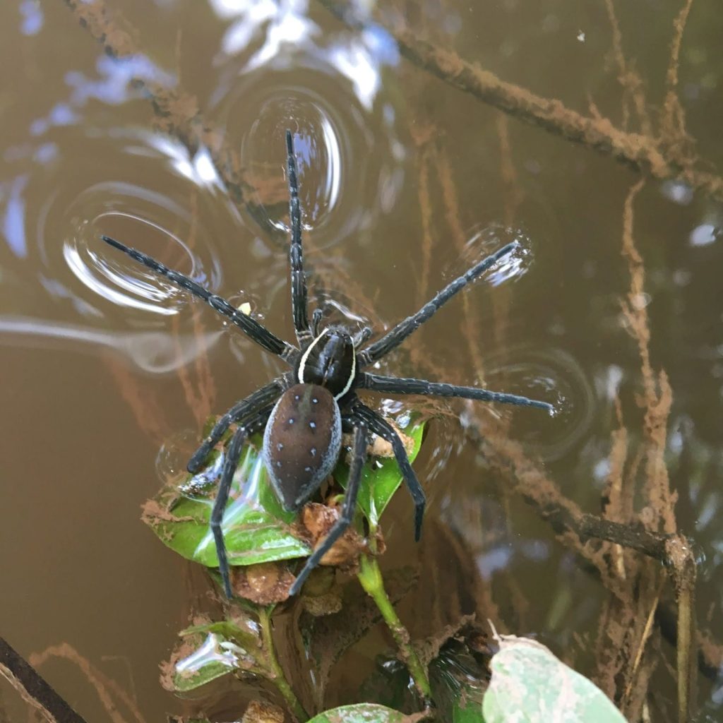 water spiders (1)