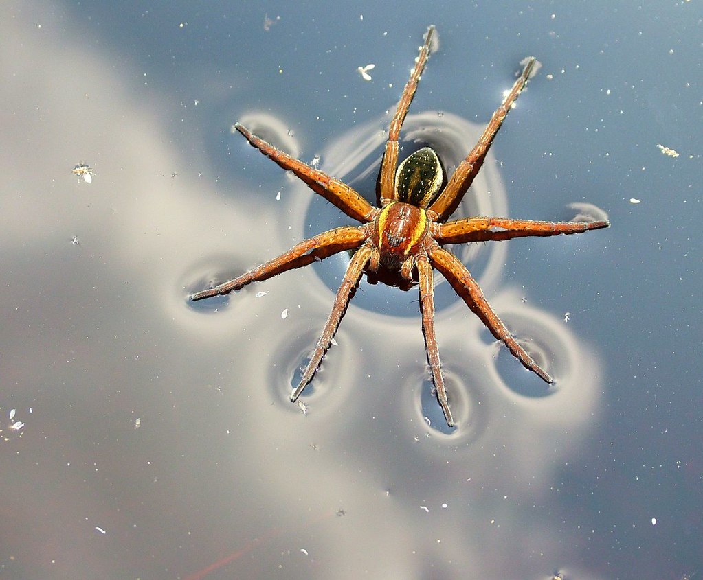 water spiders (2)