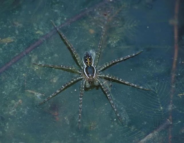 water spiders (4)