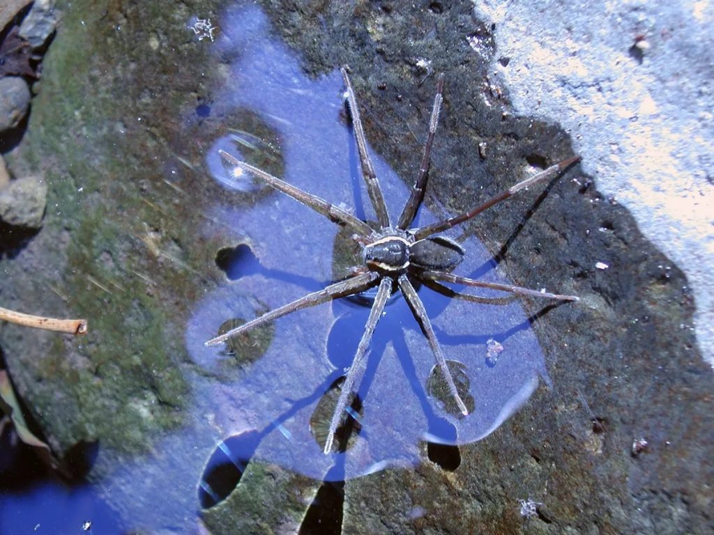 water spiders (5)