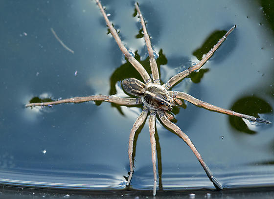 water spiders (6)