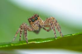 what do jumping spiders eat (1)