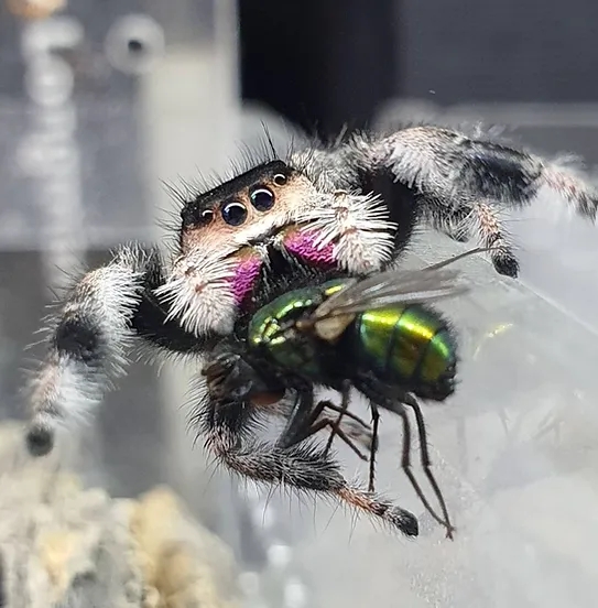 what do jumping spiders eat (2)