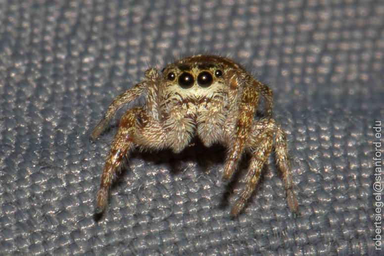 what do jumping spiders eat (5)